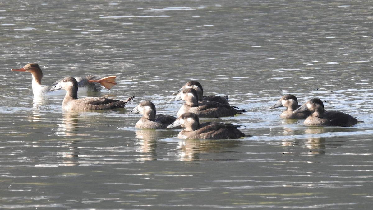 Surf Scoter - ML277095721