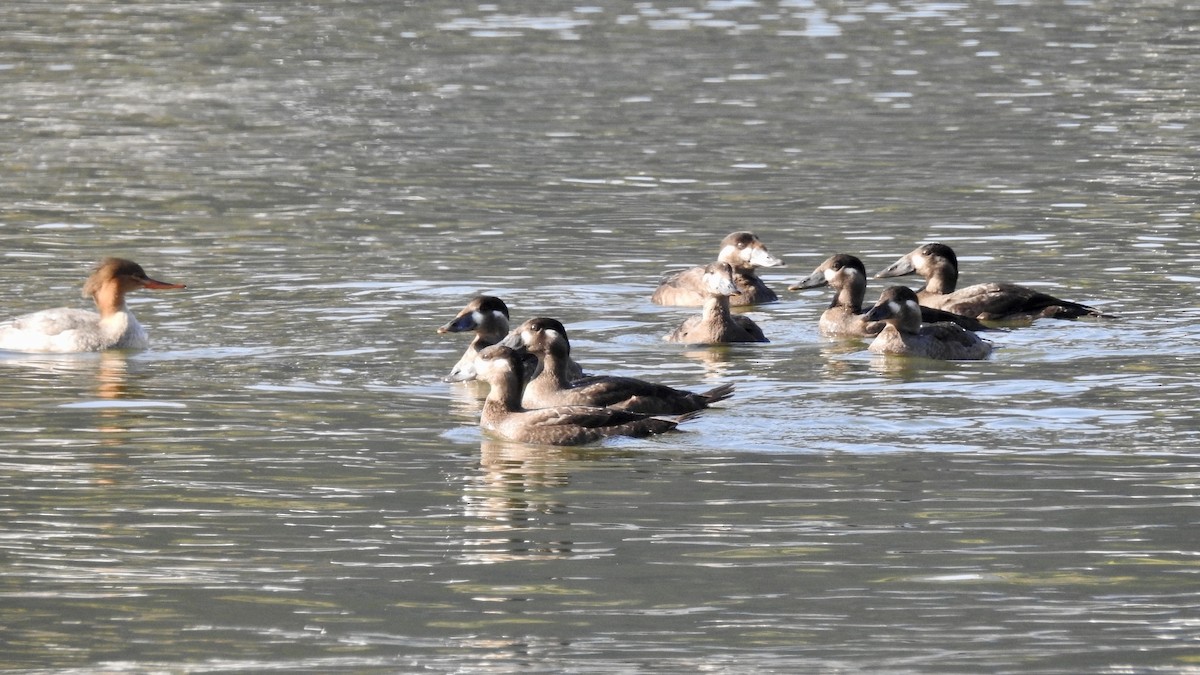 Surf Scoter - ML277095741