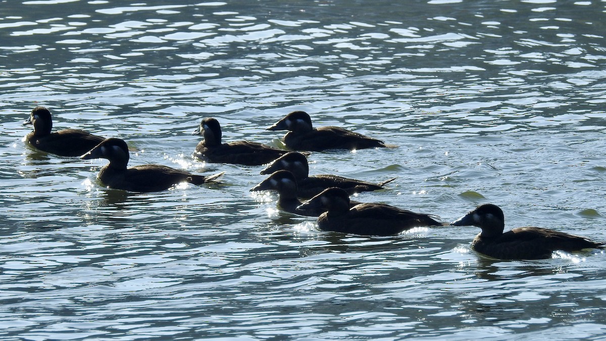 Surf Scoter - James Hausman III