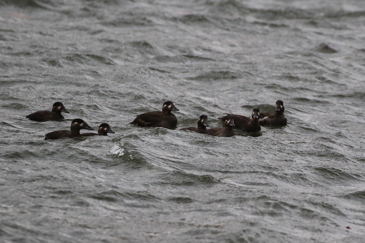 Surf Scoter - ML277095981