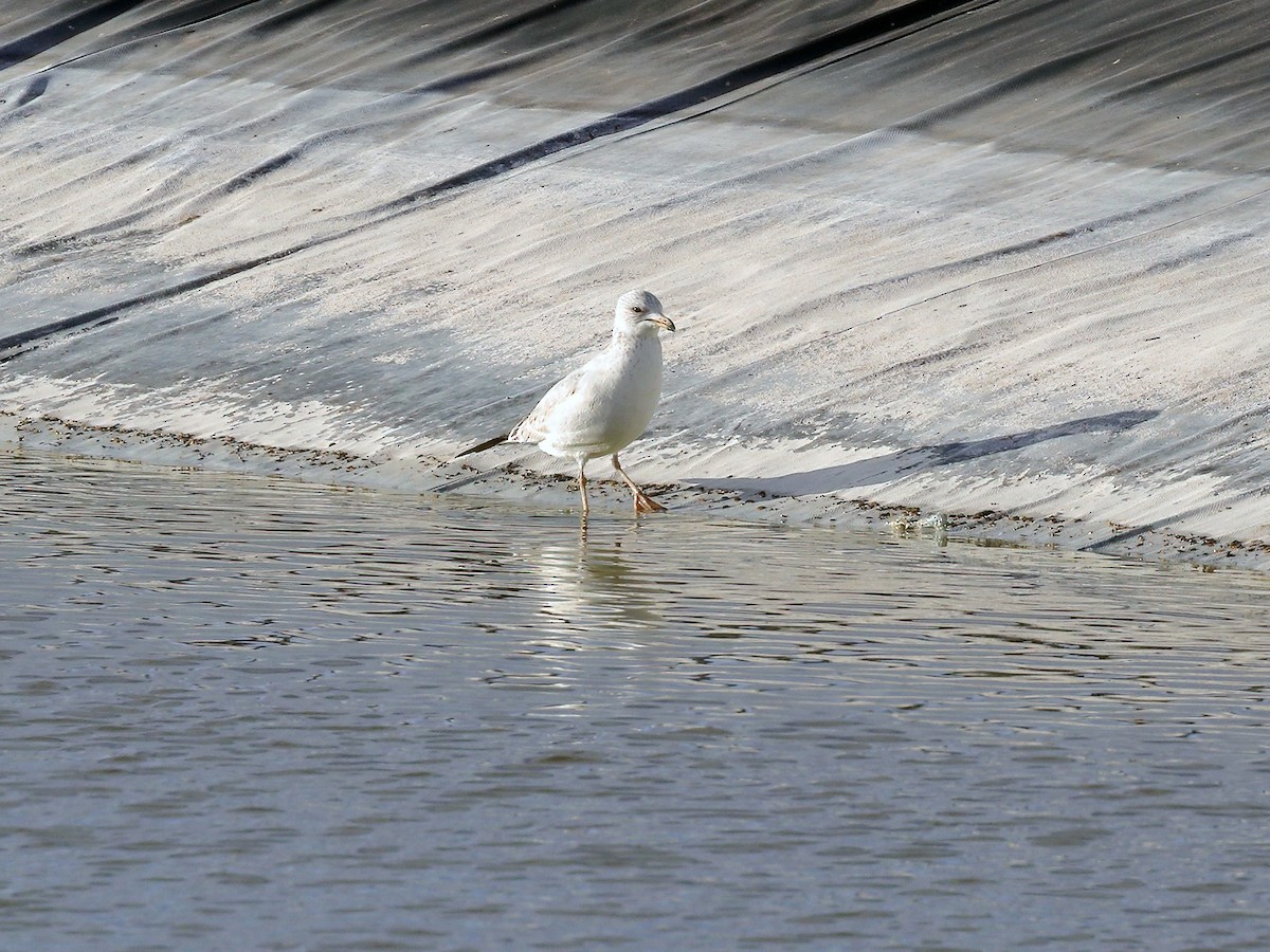 Ring-billed Gull - ML277096091