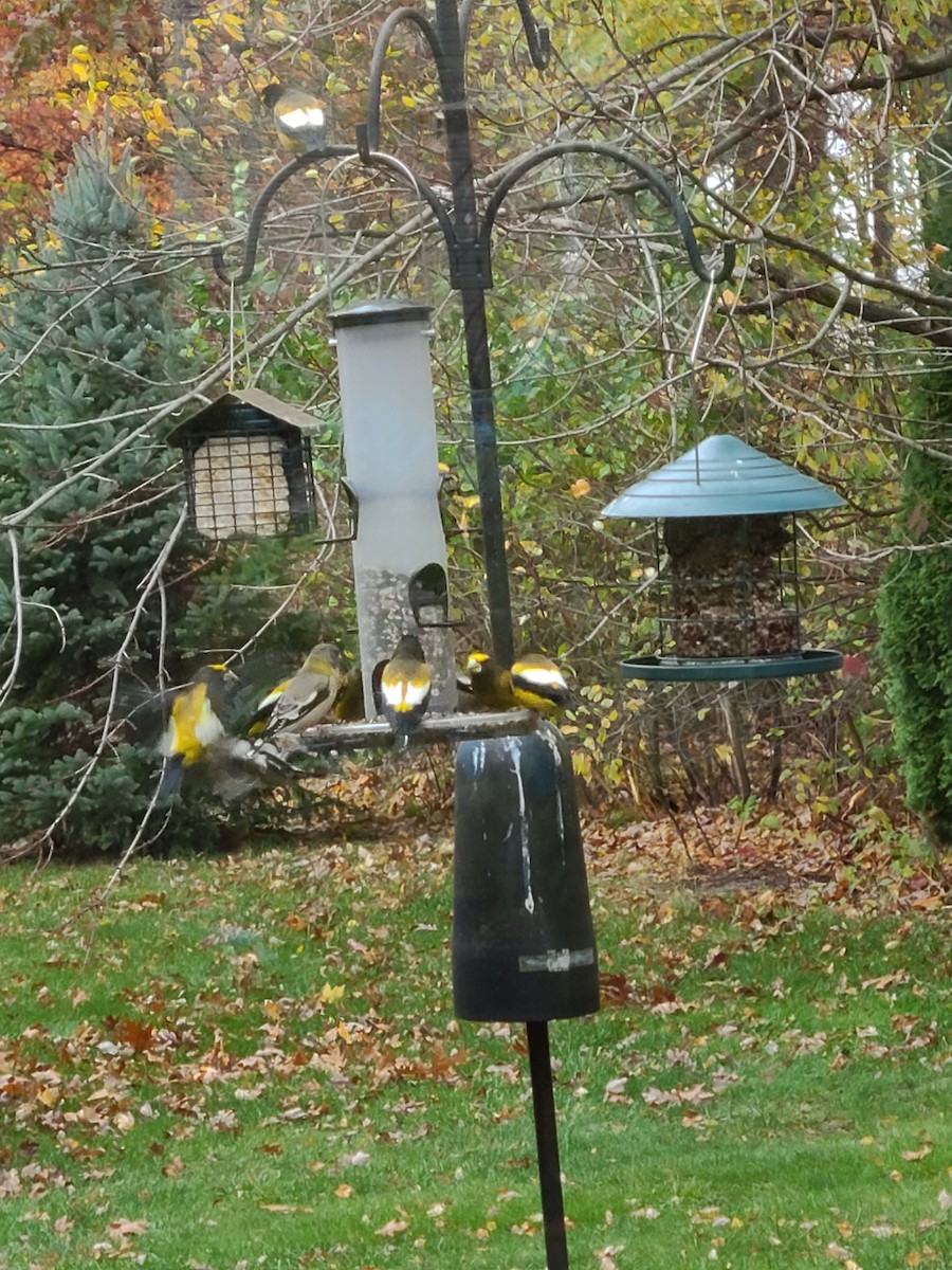 Evening Grosbeak - ML277097681