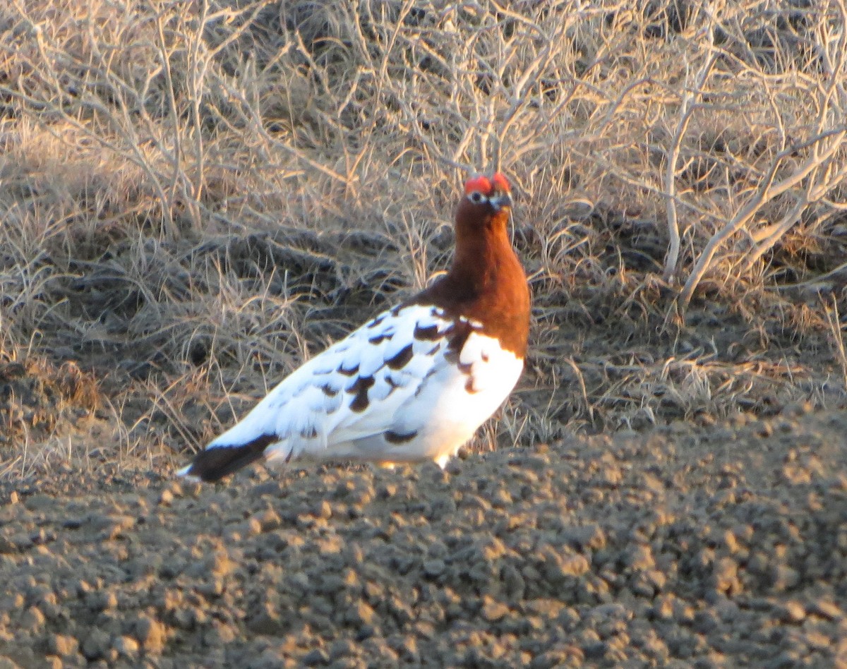 Moorschneehuhn - ML277098141