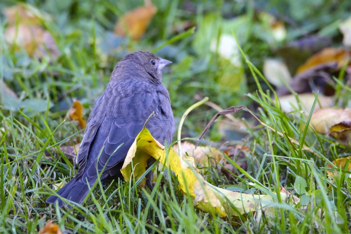 Brown-headed Cowbird - ML277098371