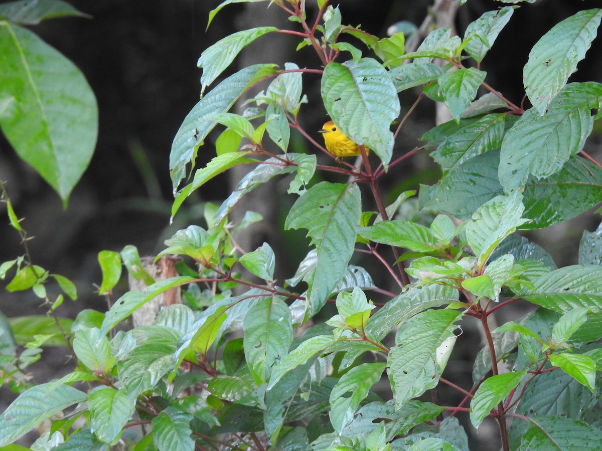 Northern/Mangrove Yellow Warbler - ML277098681