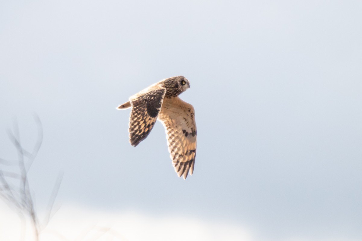 Short-eared Owl - ML277098791