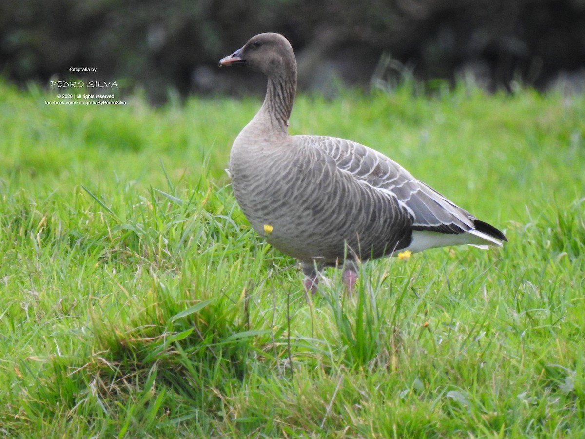 Pink-footed Goose - ML277099181