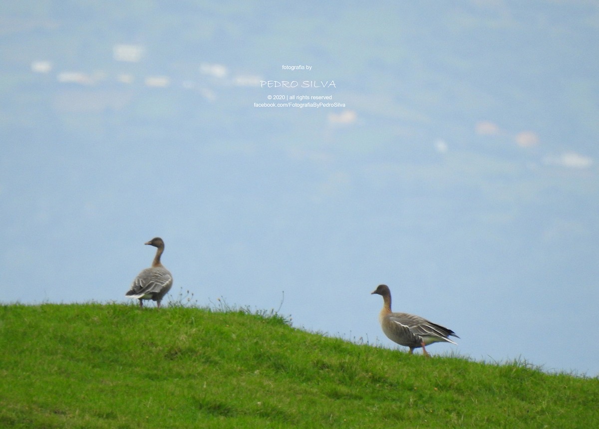 Pink-footed Goose - ML277099301