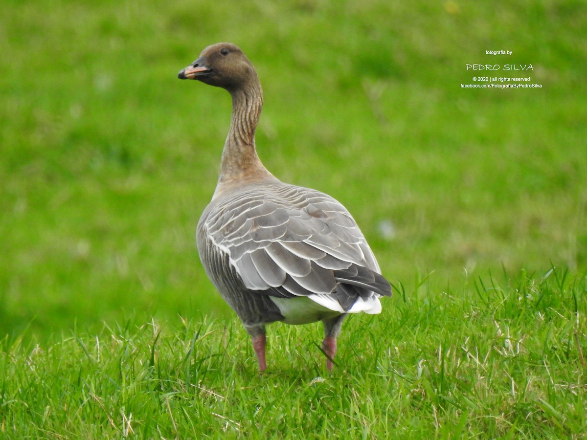 Pink-footed Goose - ML277099321