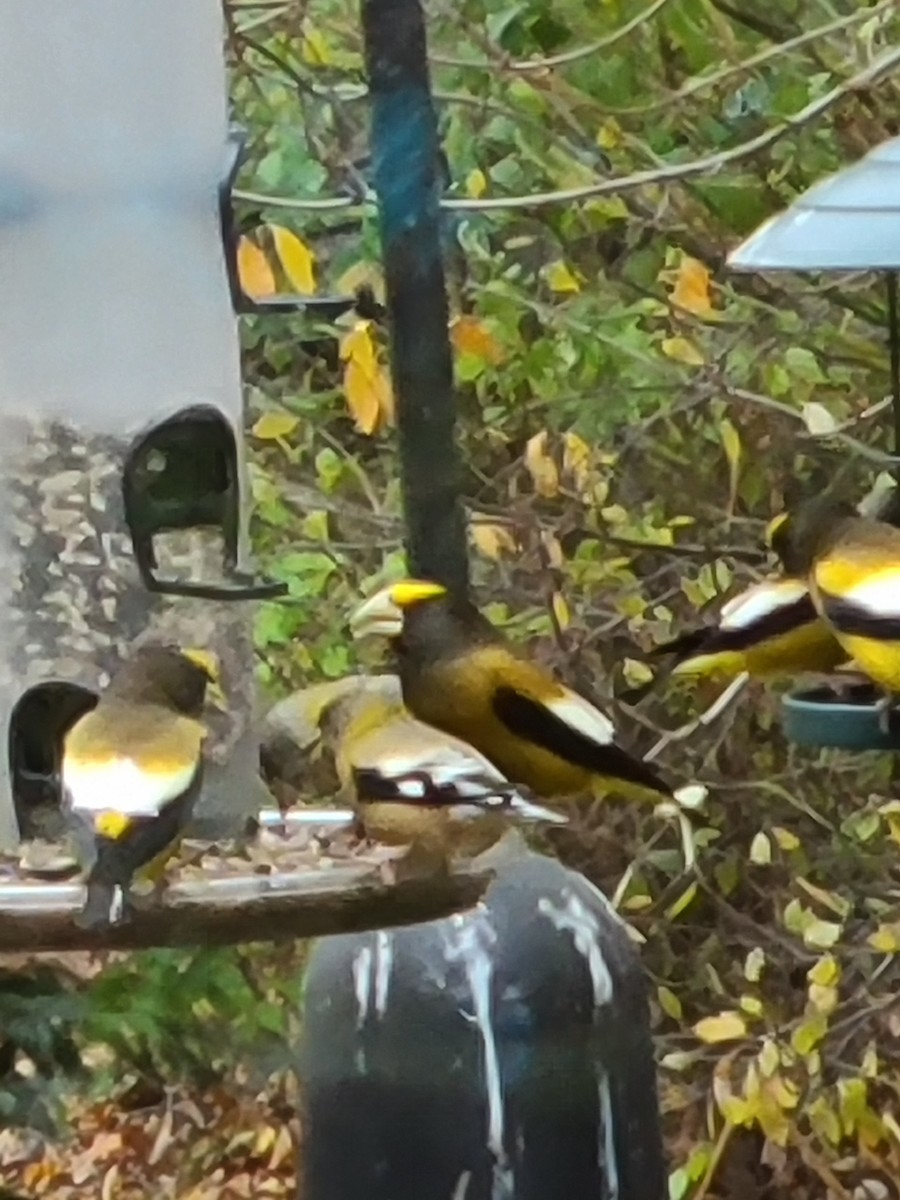 Evening Grosbeak - ML277099341