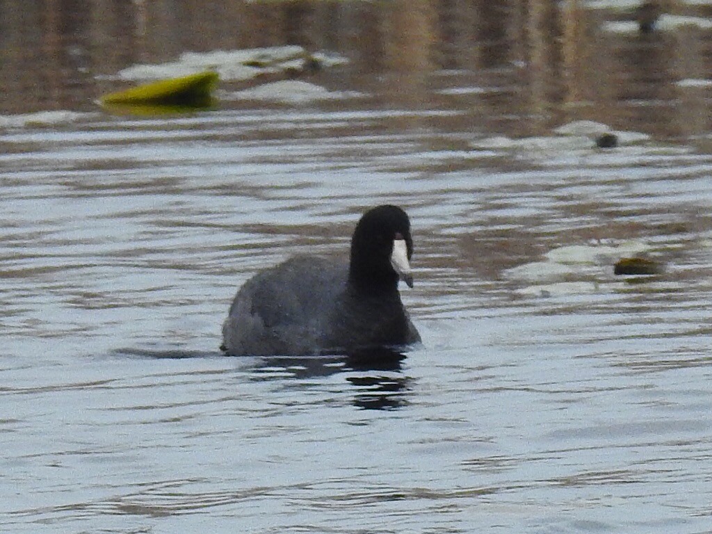 American Coot (Red-shielded) - ML27709941