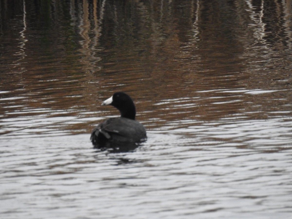 American Coot (Red-shielded) - ML27709951