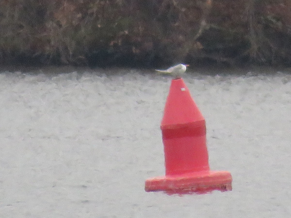 Forster's Tern - Jonathan  Pierce