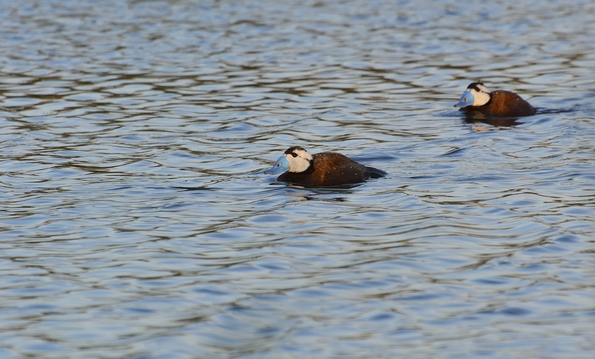 White-headed Duck - Carlos Alberto Ramírez