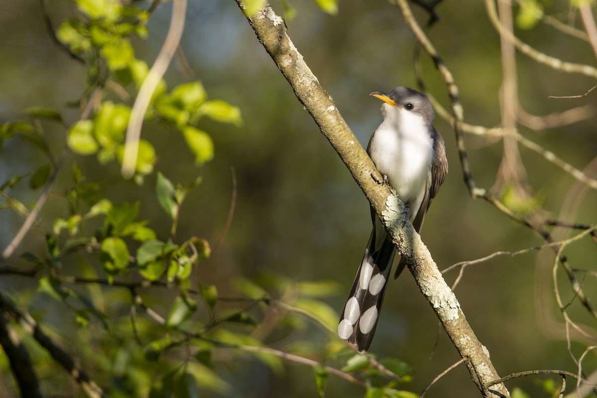 Yellow-billed Cuckoo - Michael Stubblefield