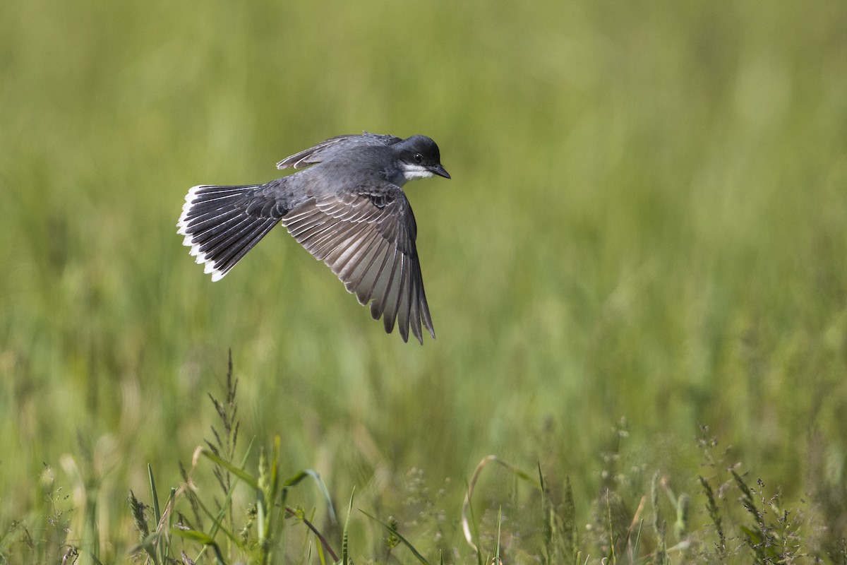 Eastern Kingbird - Michael Stubblefield