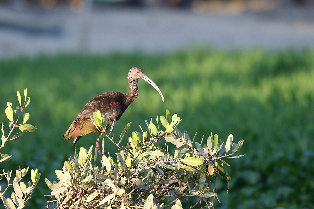 ibis bílý - ML277102281