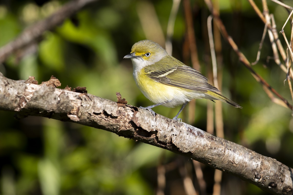 White-eyed Vireo - Michael Stubblefield