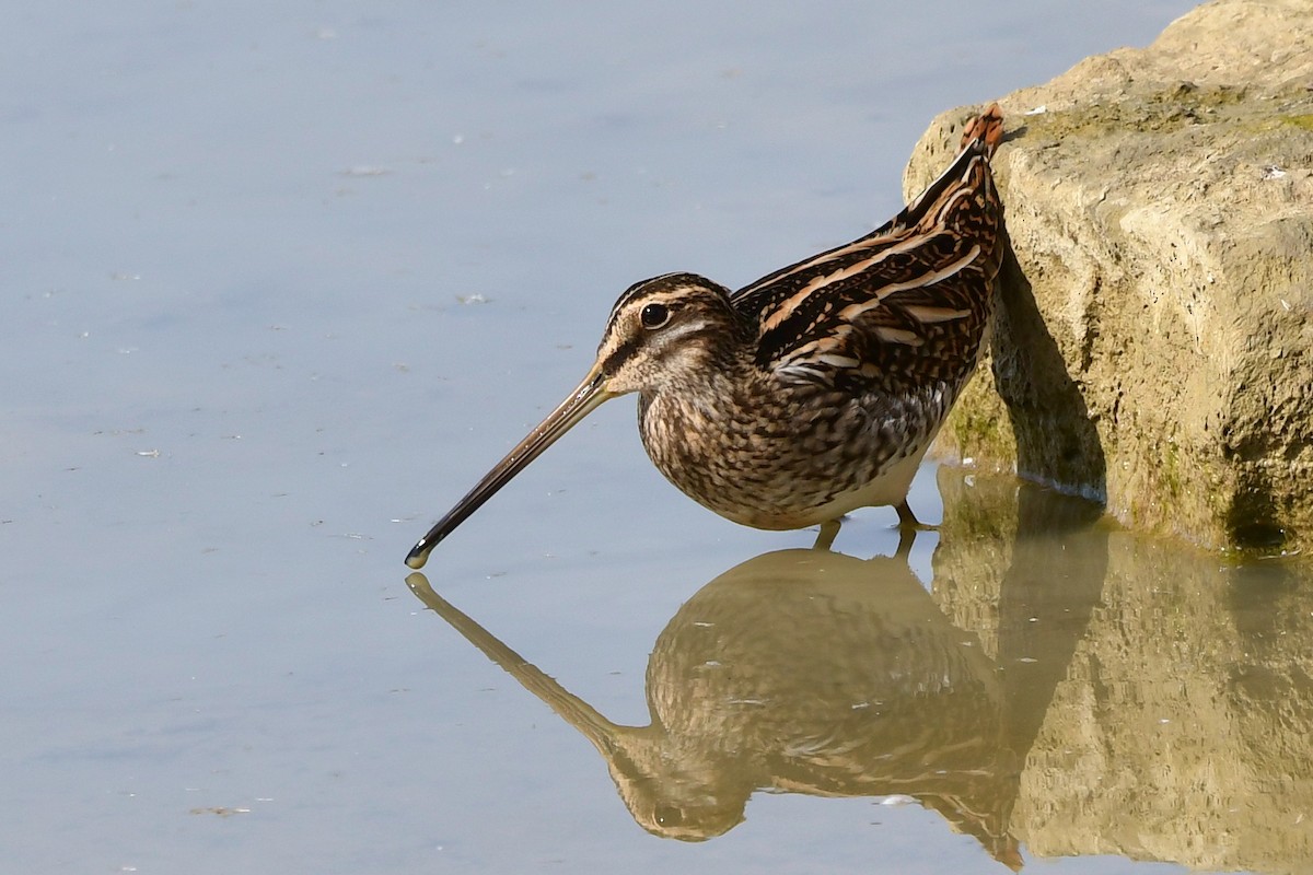 Common Snipe - ML277102811