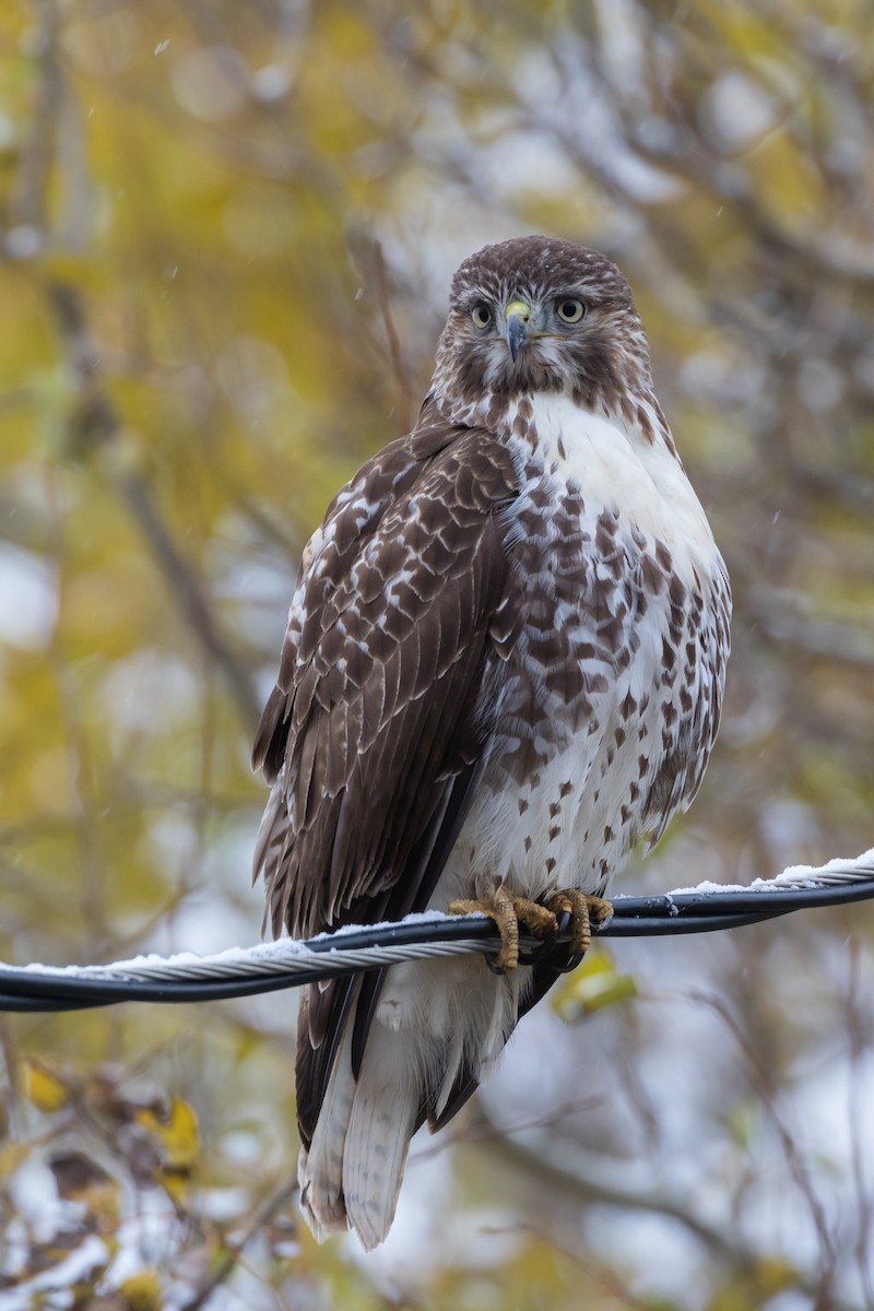 Red-tailed Hawk - ML277103011