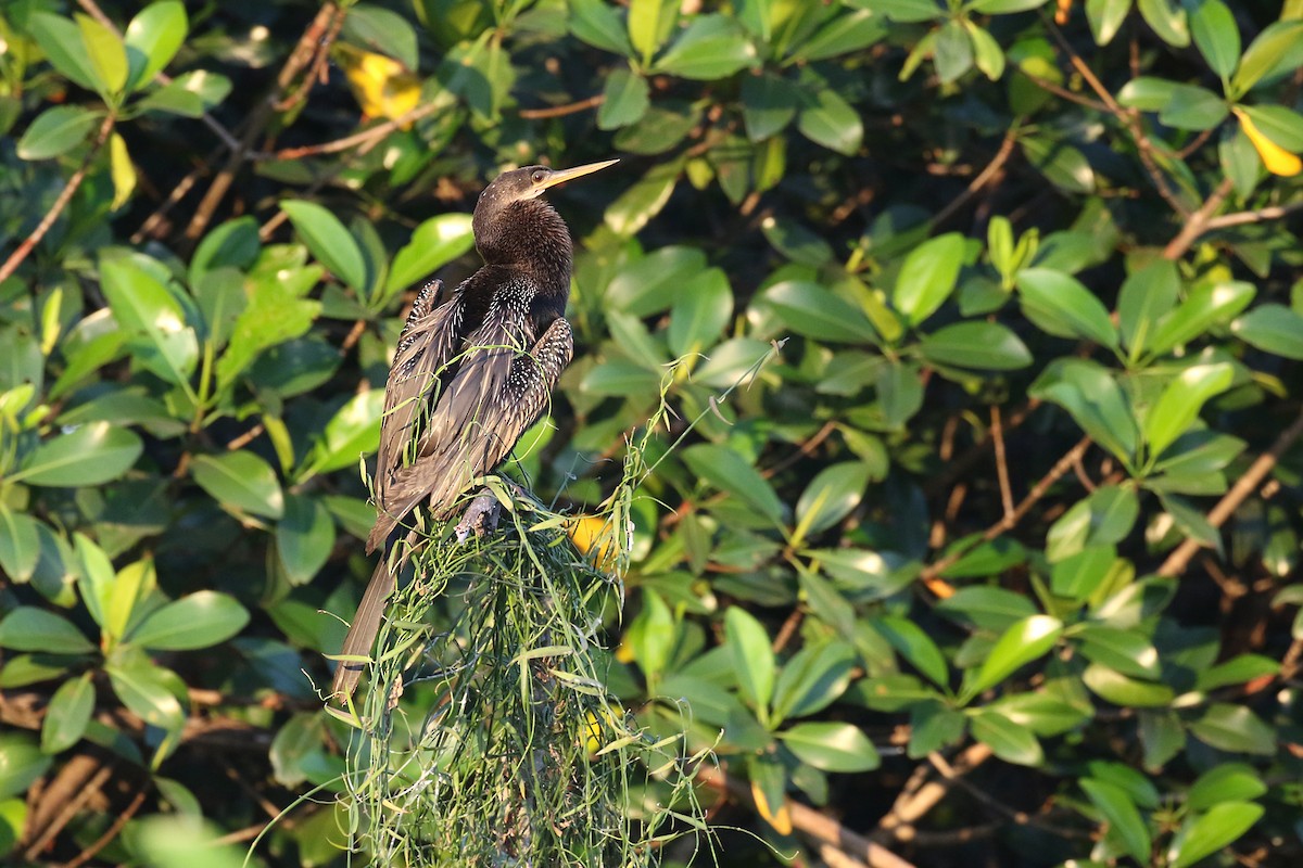 anhinga americká - ML277104411