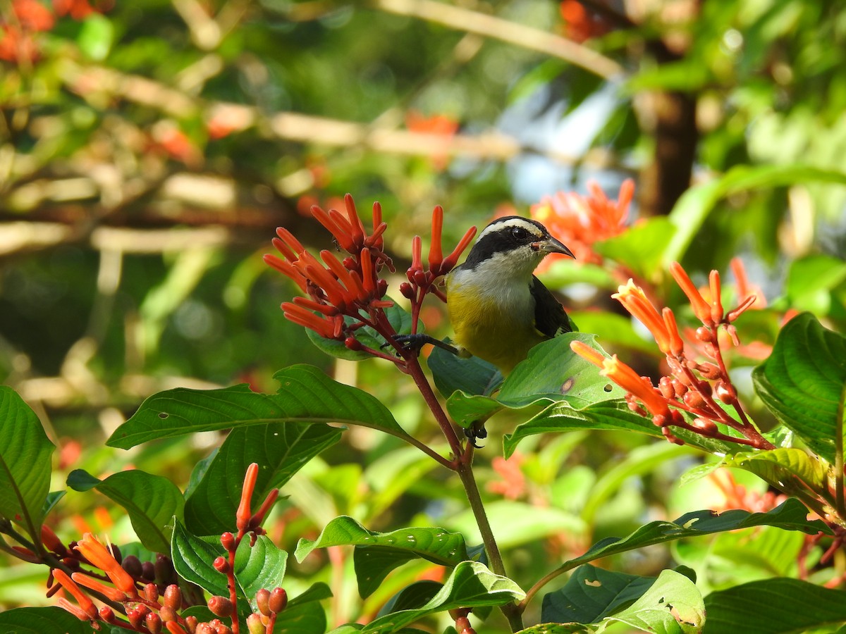 Bananaquit - ML277104601