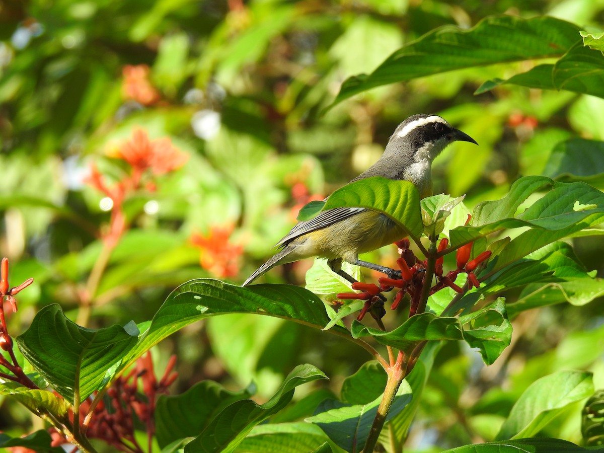 Bananaquit - ML277104651