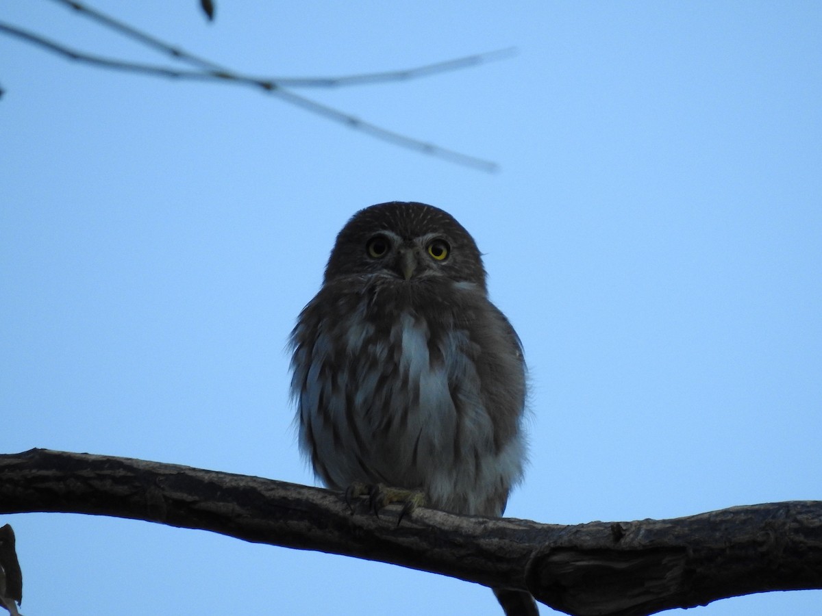 Ferruginous Pygmy-Owl - ML277106841