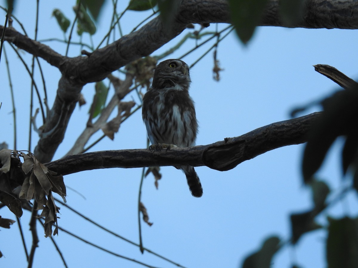 Ferruginous Pygmy-Owl - ML277107081