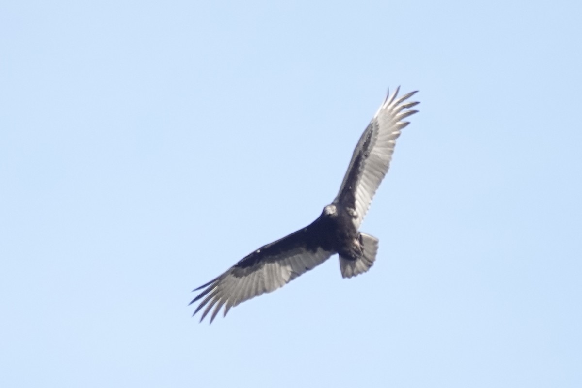 Turkey Vulture - ML277107411