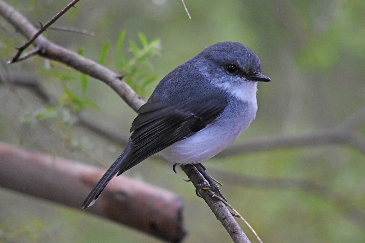 White-breasted Robin - ML27710751