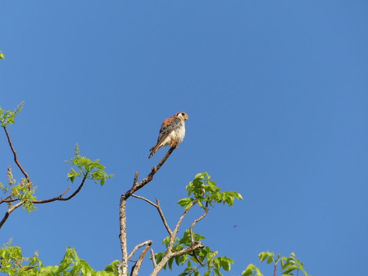 American Kestrel - ML277107851