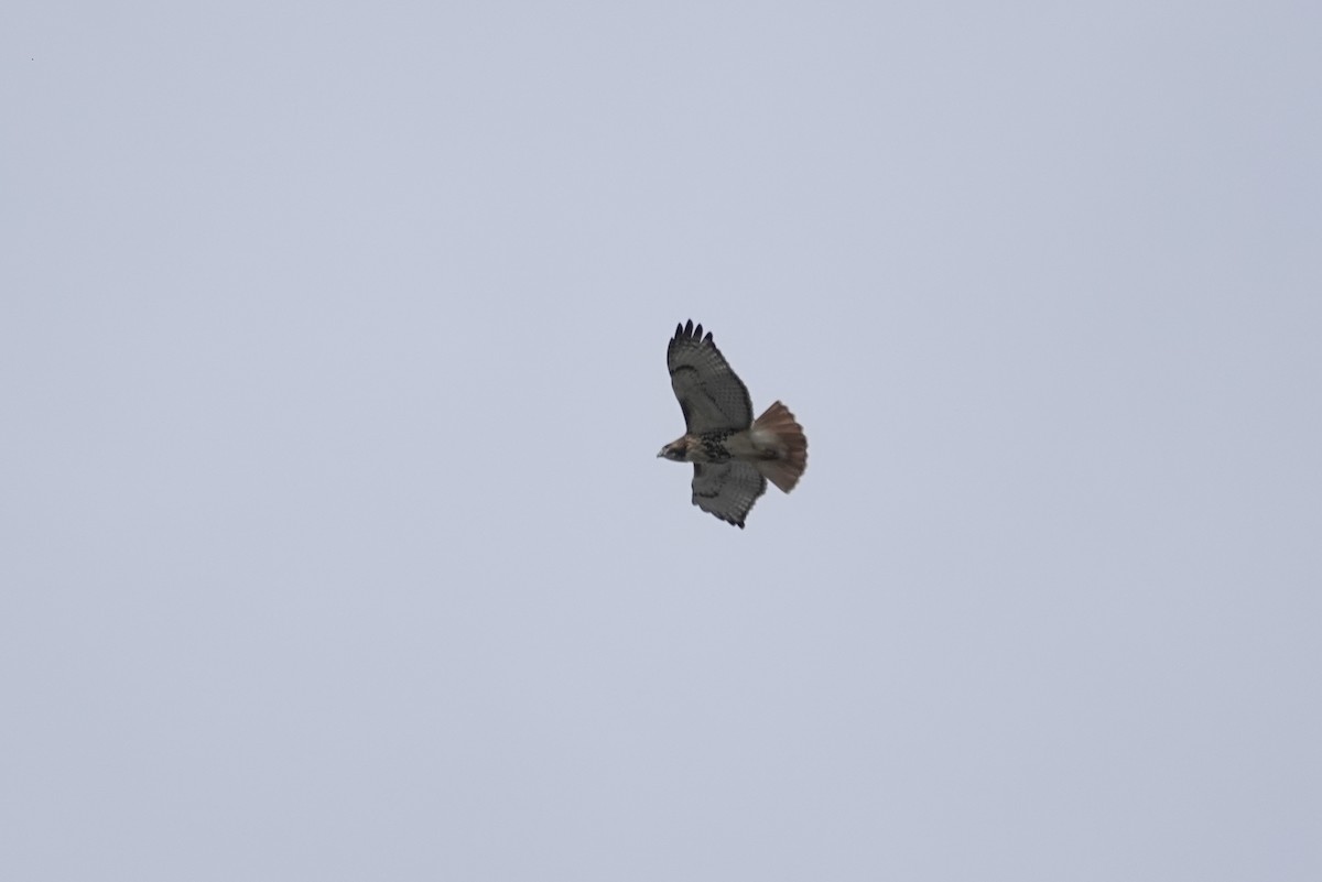 Red-tailed Hawk - ML277108731