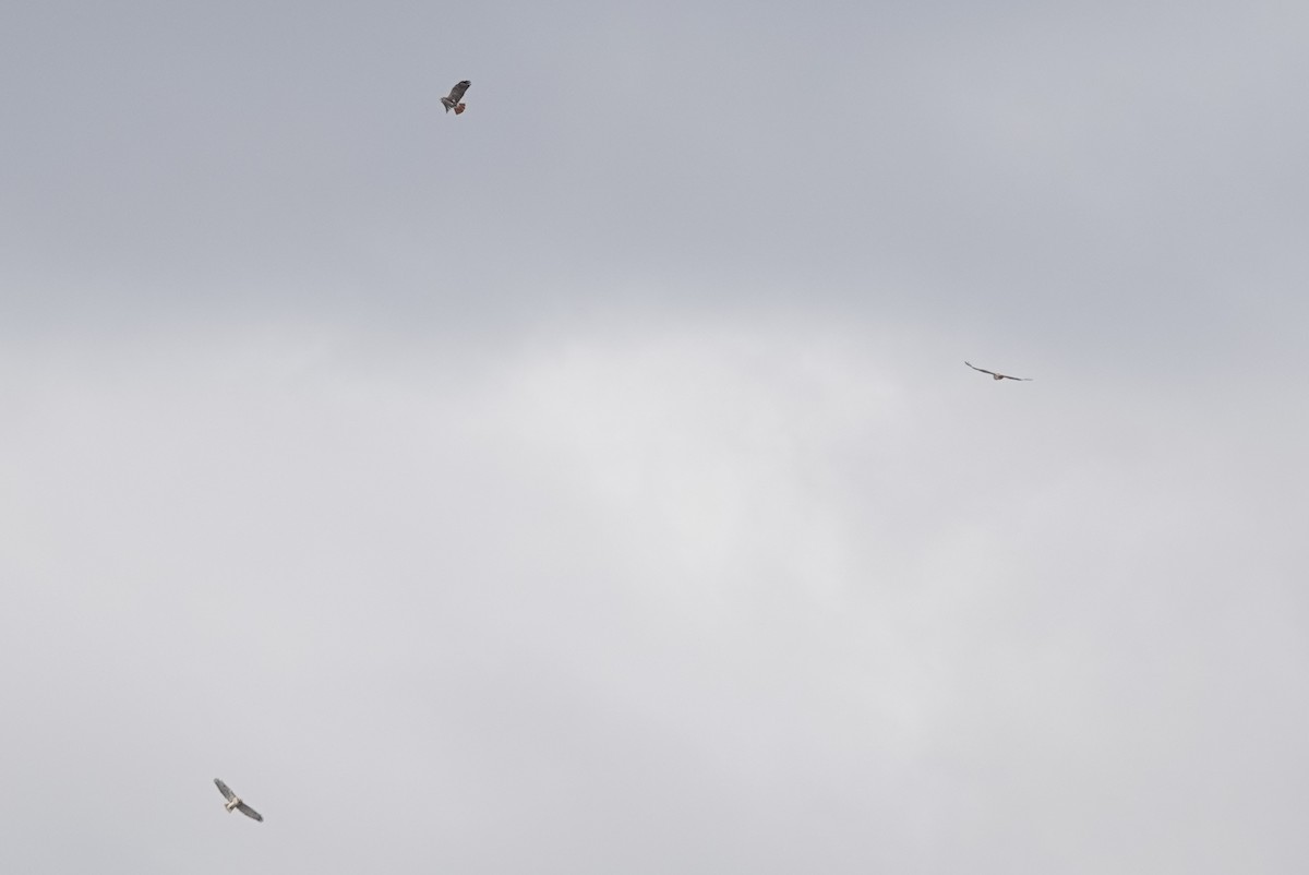 Red-tailed Hawk - ML277108741