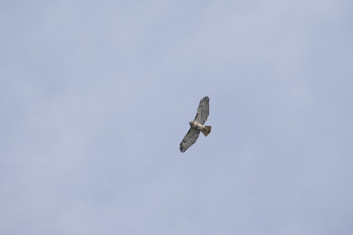 Red-tailed Hawk - ML277108751
