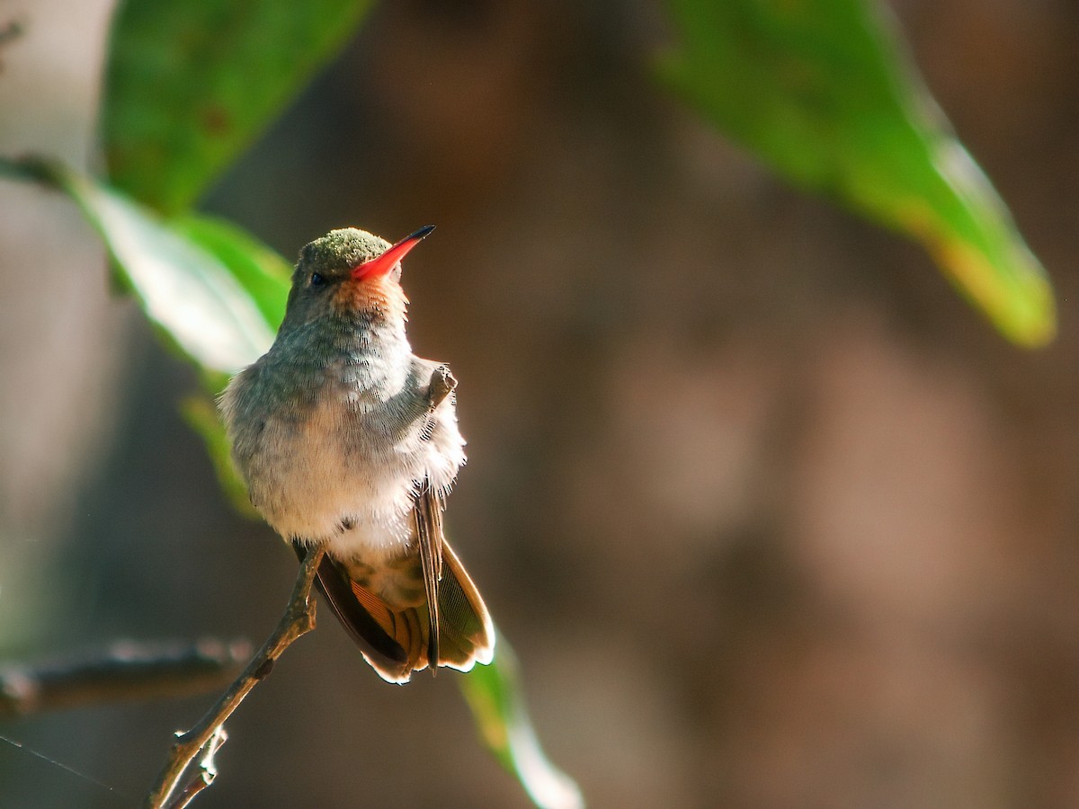 Gilded Hummingbird - ML277108841