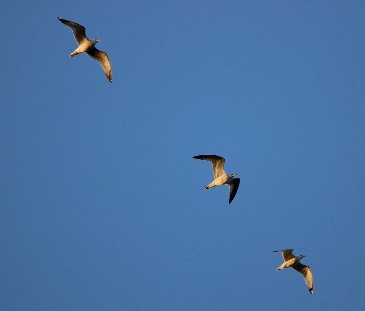 Ring-billed Gull - ML277109061