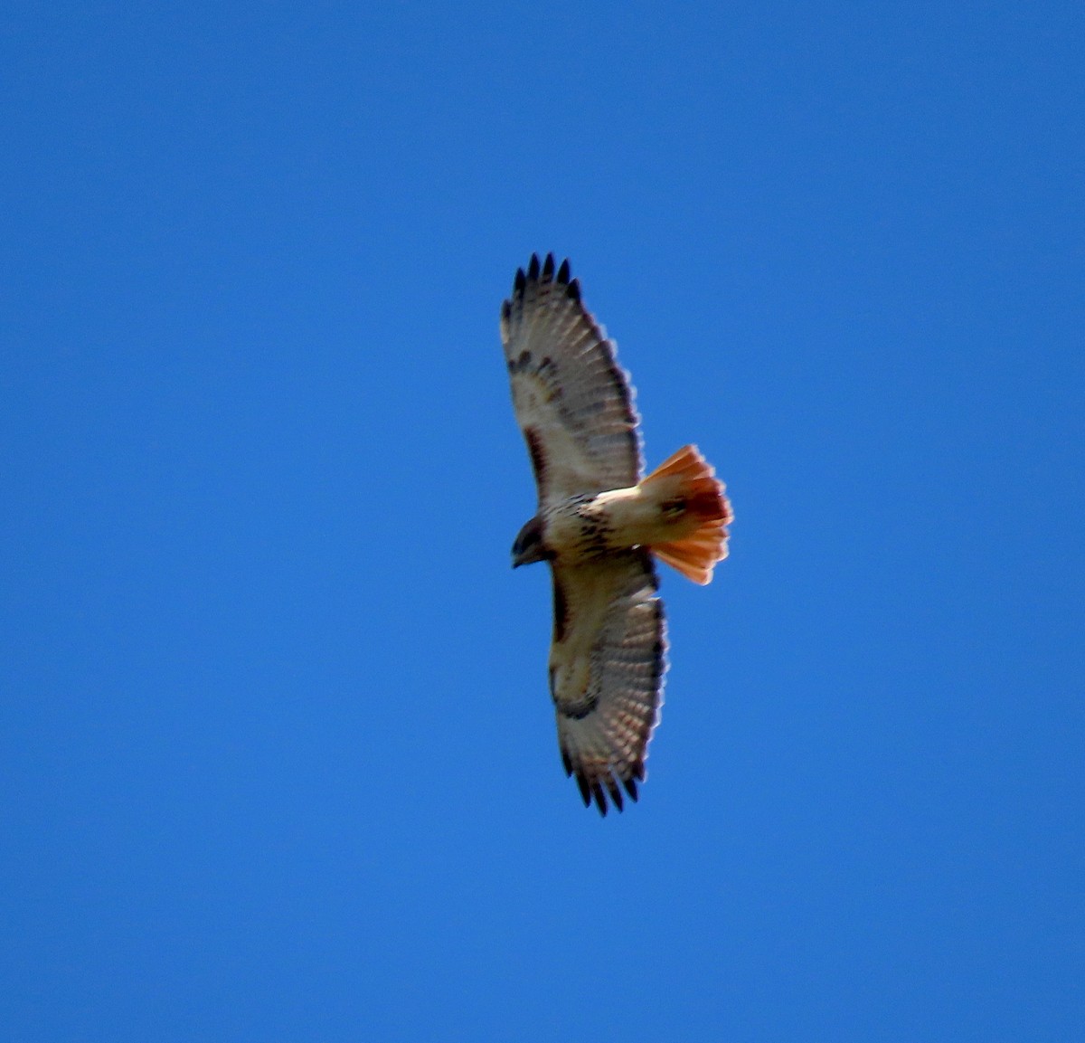 Red-tailed Hawk - ML277109181