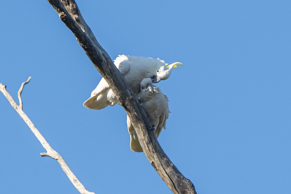 Sulphur-crested Cockatoo - ML277109311