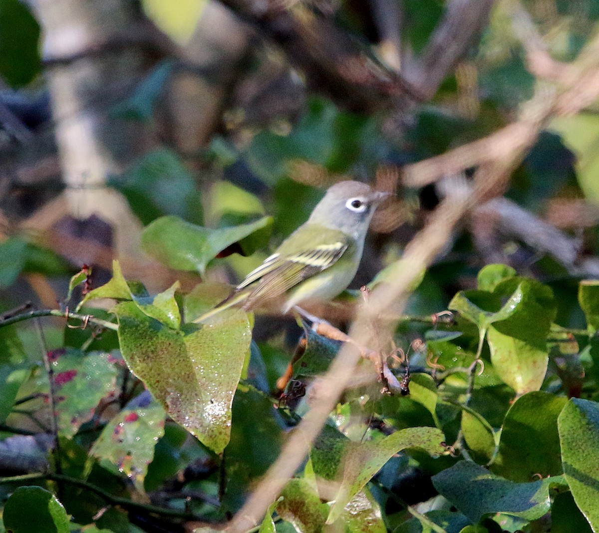 Blue-headed Vireo - ML277109411