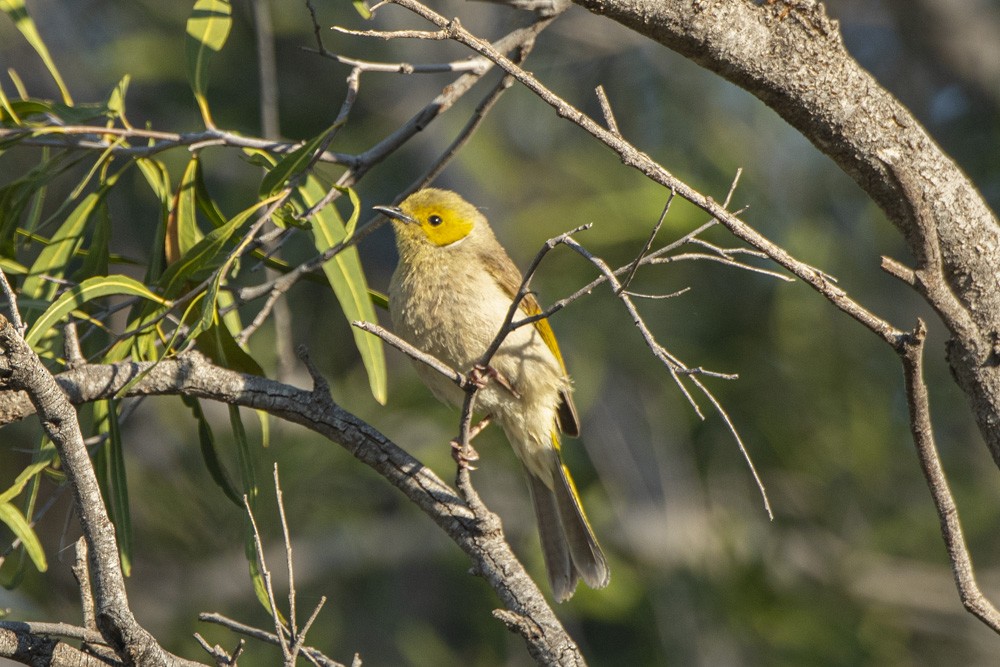 White-plumed Honeyeater - ML277109431