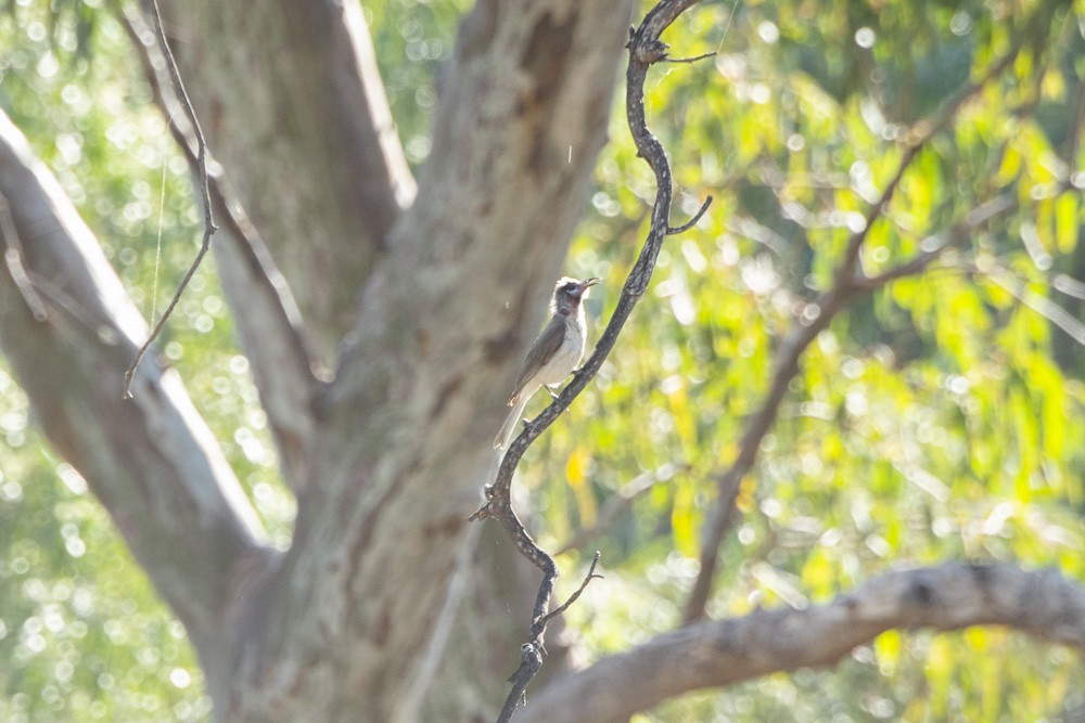 Little Friarbird - ML277109571