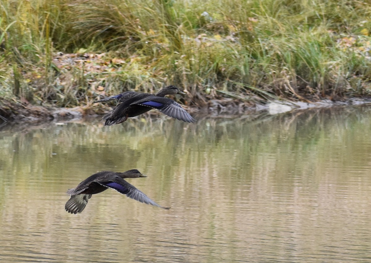 American Black Duck - ML277109591
