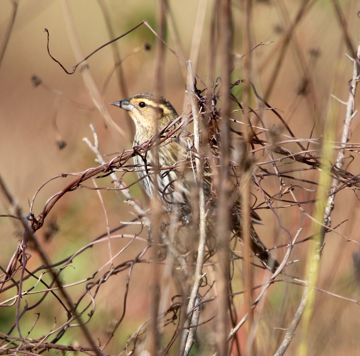 Red-winged Blackbird - ML277109801