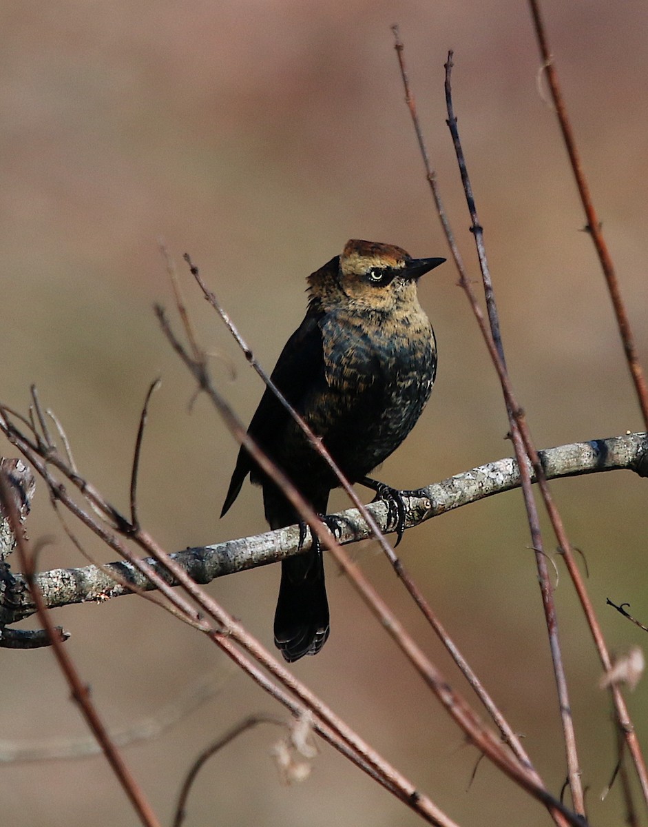 Rusty Blackbird - ML277109971