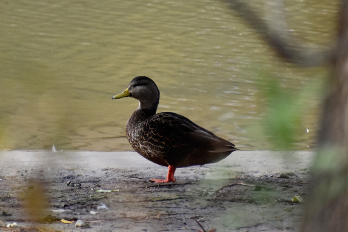 American Black Duck - ML277110091