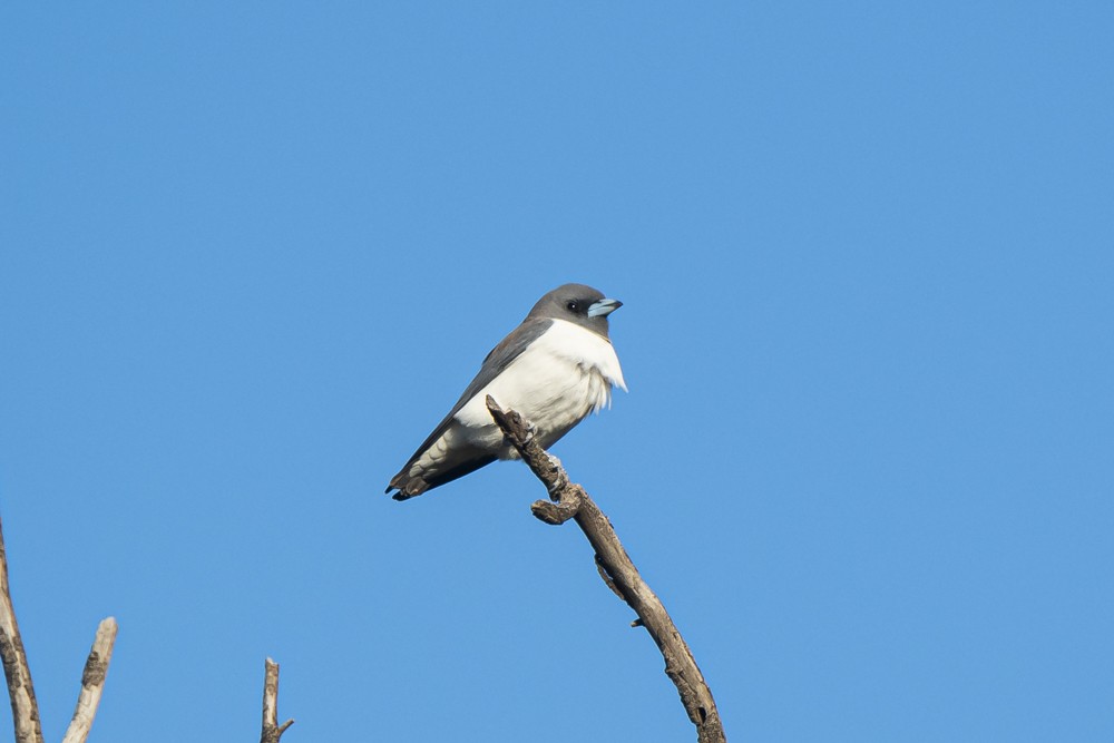 White-breasted Woodswallow - ML277110351