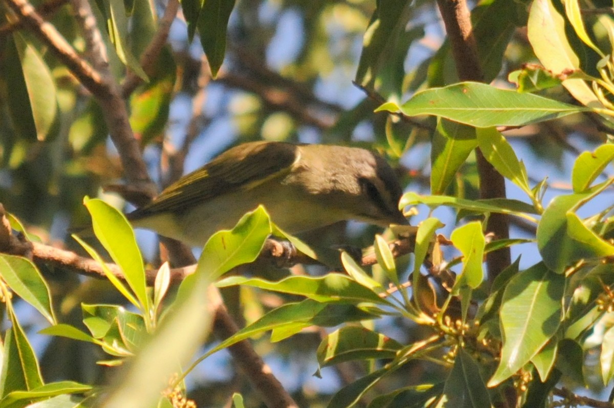 Black-whiskered Vireo - ML27711071