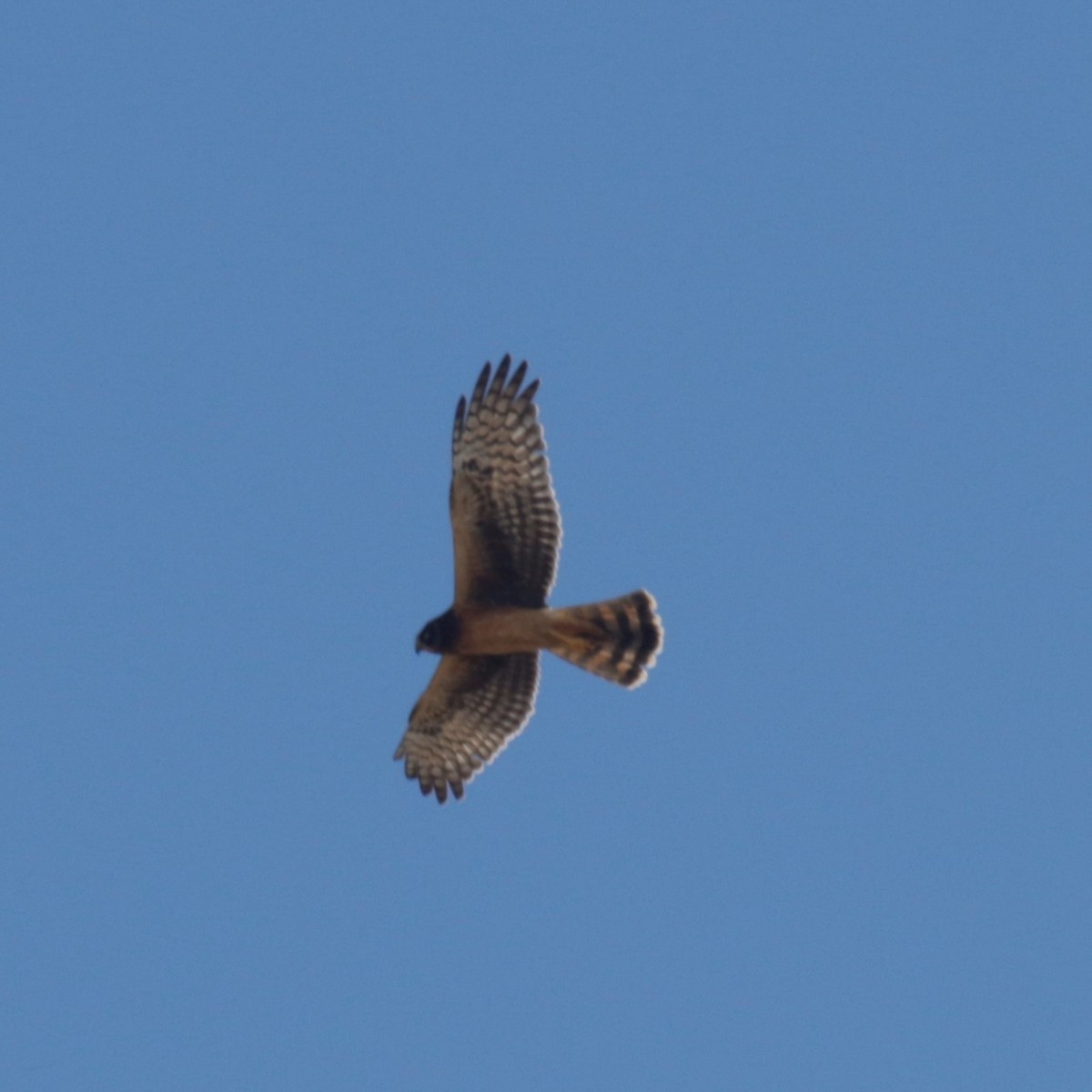 Northern Harrier - ML277113171