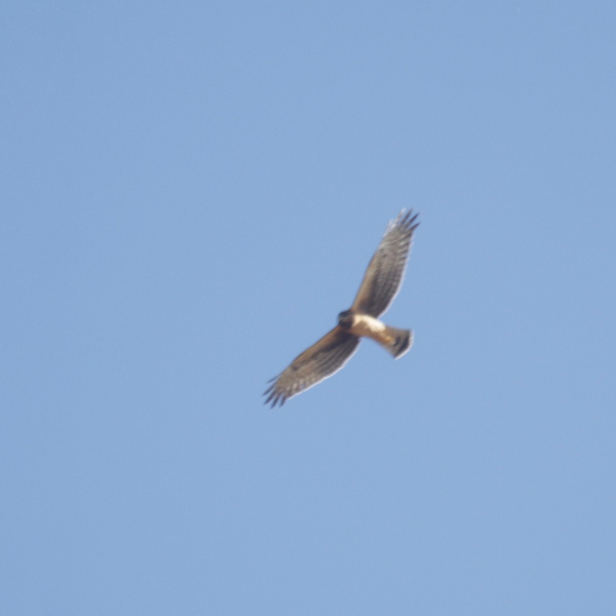 Northern Harrier - ML277113181